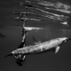 Image for article titled The beautiful and surreal sensuality of Sarah Lee's underwater photos